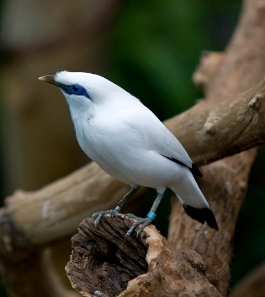 Балійський шпак