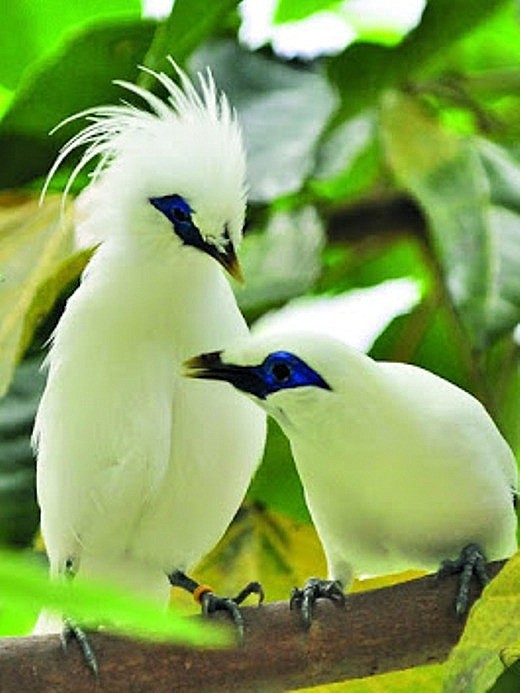 Балійський шпак