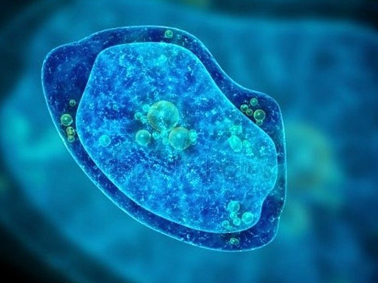 За якими правилами пересувається амеба?