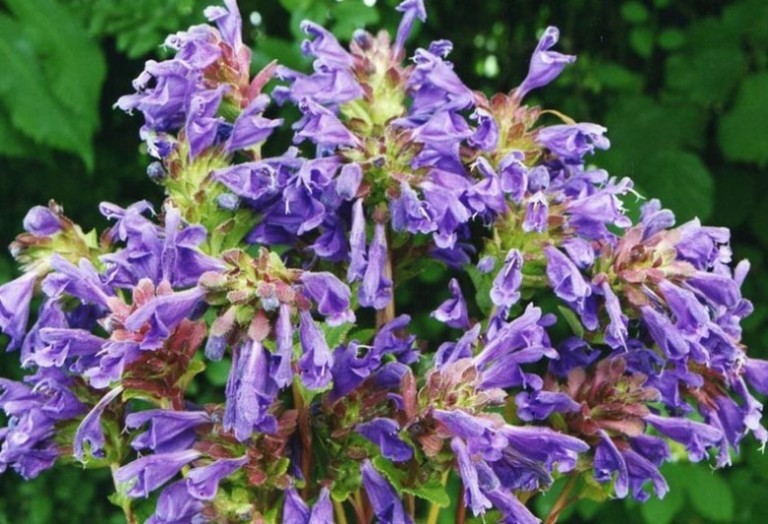 Змієголовник