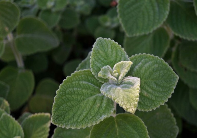 Плектрантус