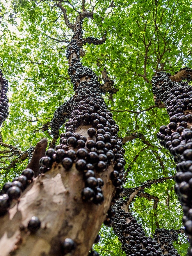 Жаботікаба