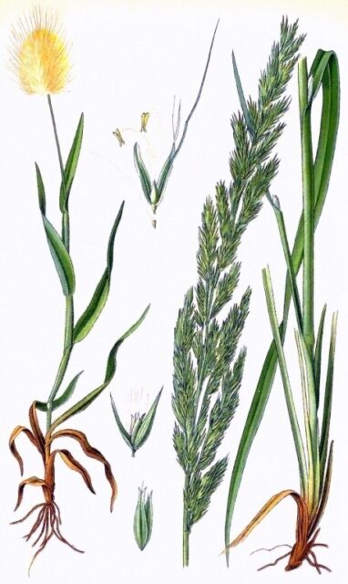 Куничник звичайний