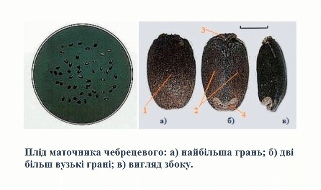 Маточник чебрецевий