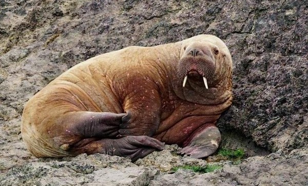 На березі Уельсу помітили моржа