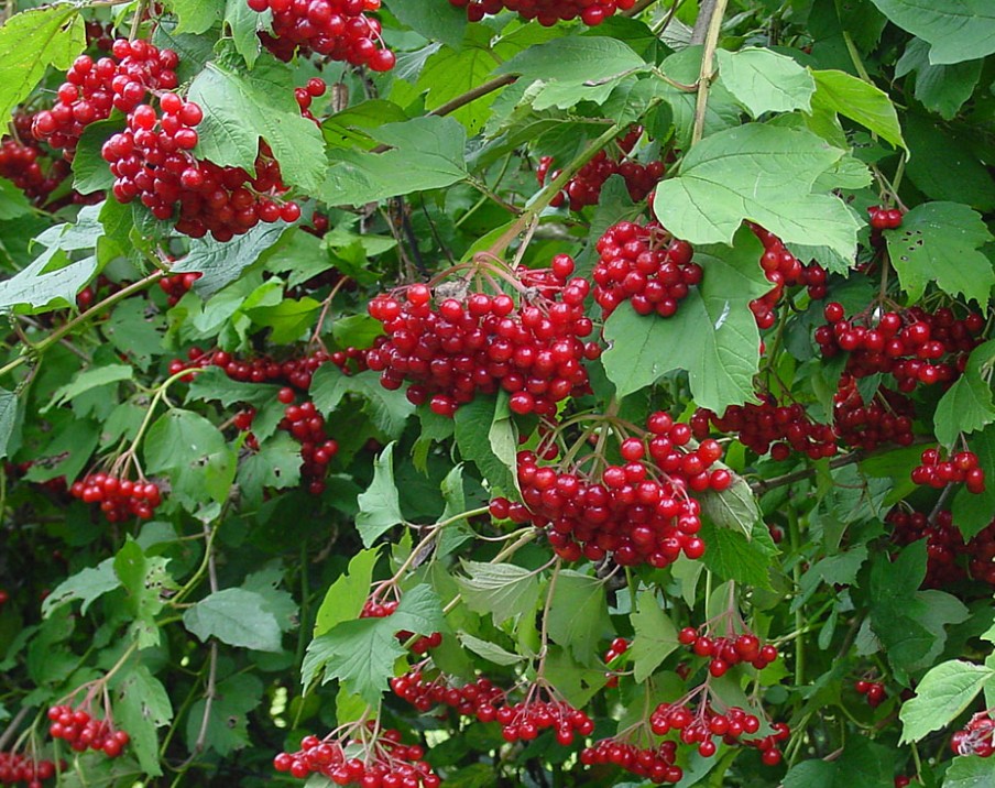 З любов'ю до природи