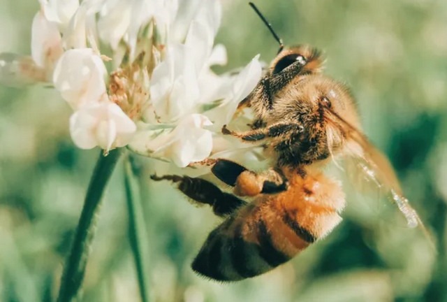 Бджоли орієнтуються в польоті як пілоти