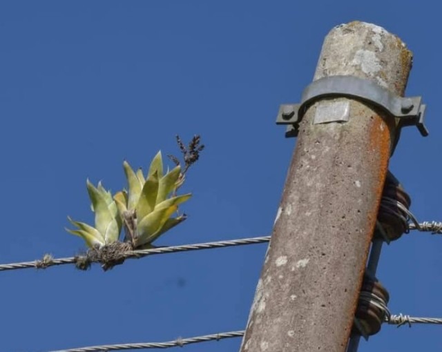 Катопсиси ростуть на дротах