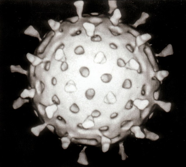 Розмноження вірусів