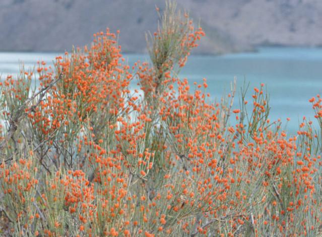 Ефедра хвощова