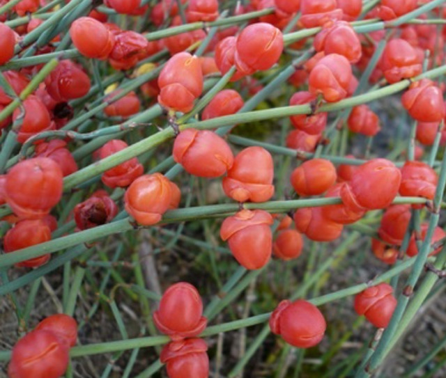 Ефедра звичайна