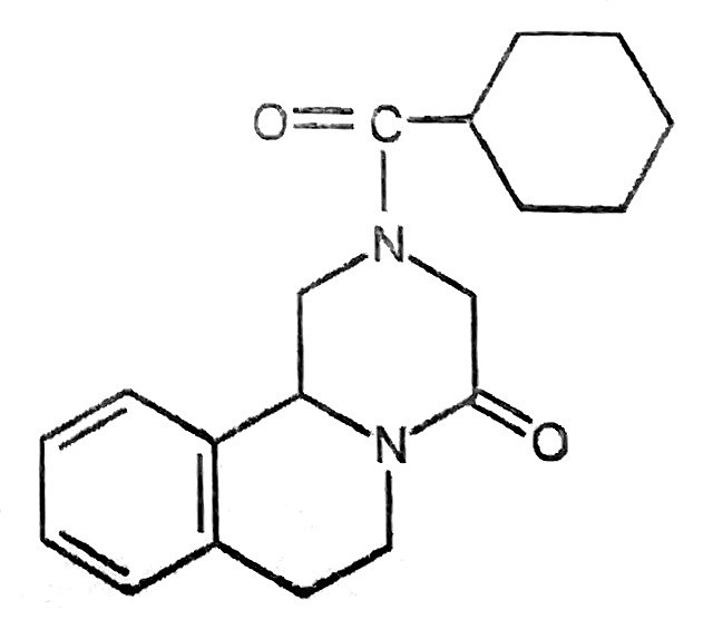 Сисун котячий