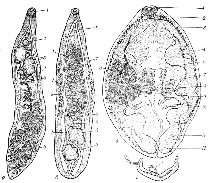 Сисун котячий