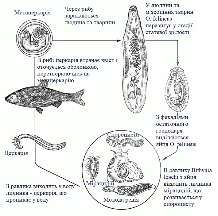 Сисун котячий