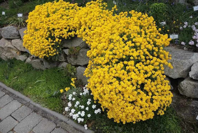 Аліссум скельний: вирощування, догляд та використання в саду