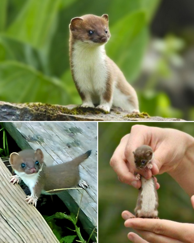 Найменша форма надвиду «ласиць»