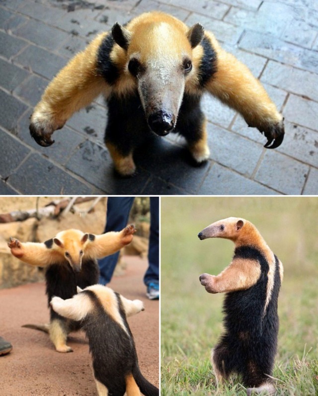 Це південний тамандуа. Чому він так стоїть?