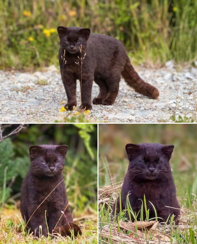 Кодкод — найменша дика кішка Америки
