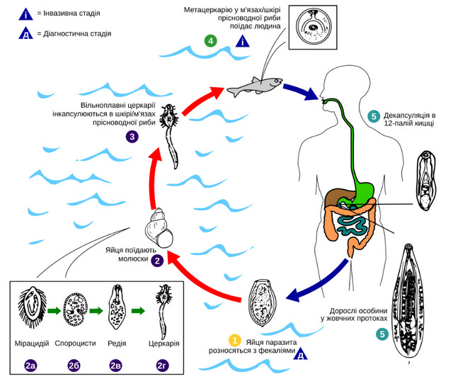 Боротьба з паразитами після вживання річкової риби