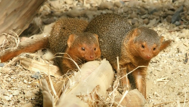 63 факти про мангустів