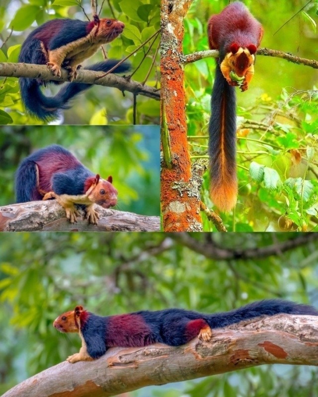 Індійська гігантська білка — малабарська лісова акробатка