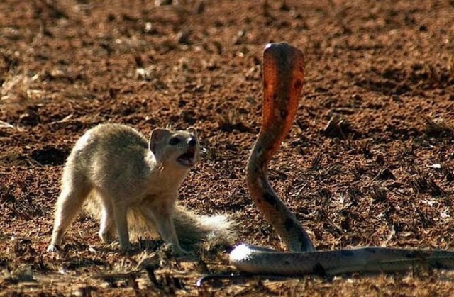 63 факти про мангустів