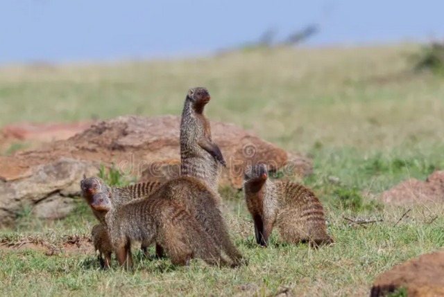63 факти про мангустів