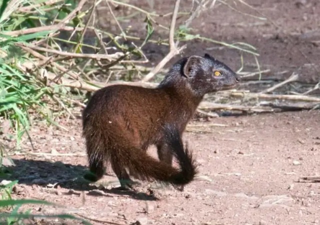 63 факти про мангустів