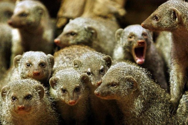 63 факти про мангустів