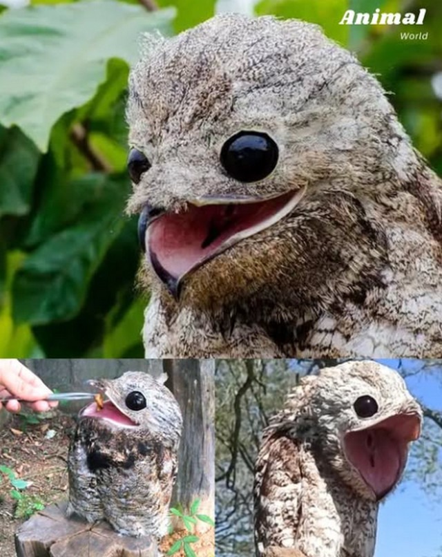 Potoo — «Сміховий привид ночі»