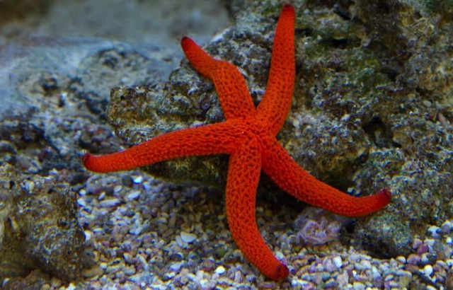 Морські зірки: фото, опис, ТОП-5 цікавих фактів