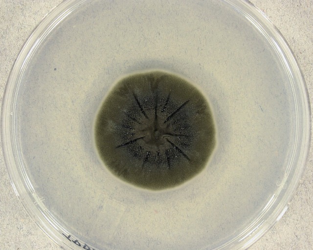 Cladosporium sphaerospermum: радіотрофний гриб, що виживає в умовах радіації