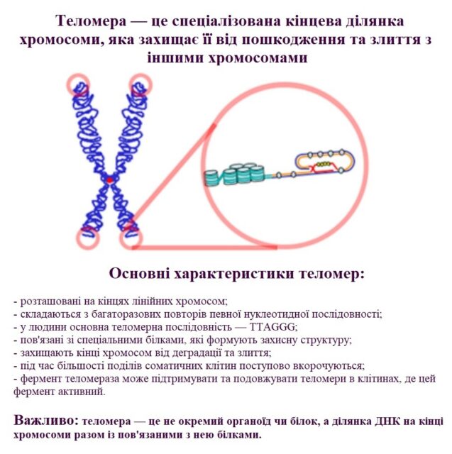 Історія вивчення старіння та відкриття теломер