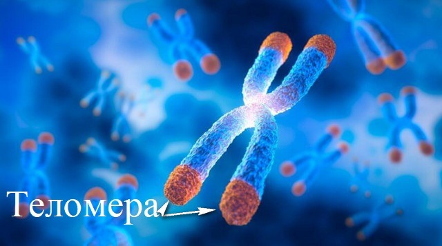 Історія вивчення старіння та відкриття теломер