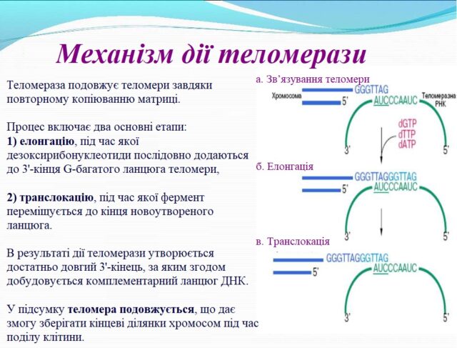 Історія вивчення старіння та відкриття теломер