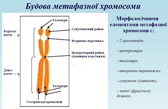 Історія вивчення старіння та відкриття теломер