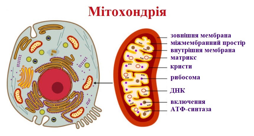 Мітохондрія: молекулярна машина, що змінила історію життя