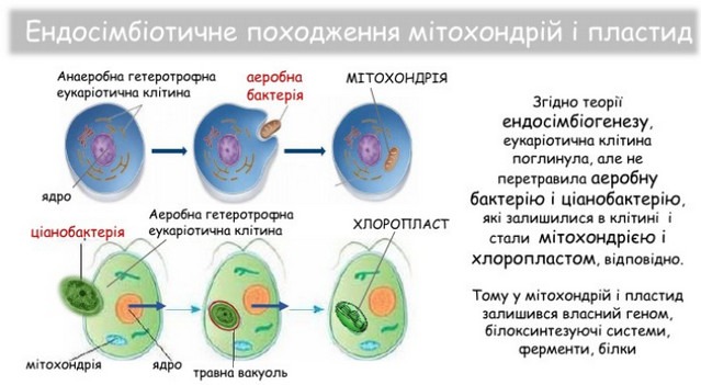 Мітохондрії: молекулярна електростанція клітини та загадка її походження